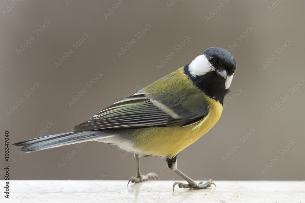 Obraz premium tit closeup on gray background