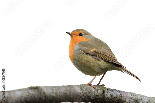 bird Robin sitting on tree isolated on white background © nataba