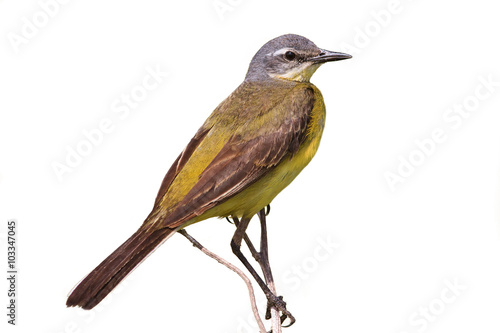 male yellow Wagtail on a branch on white background