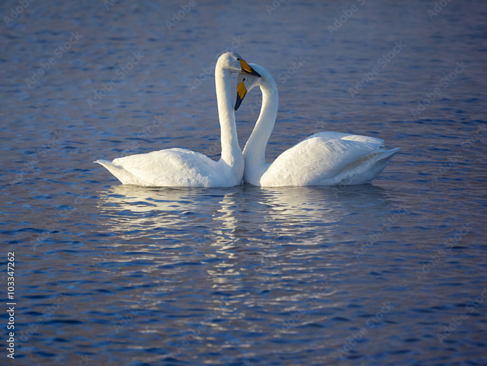 Naklejka premium Couple of whooper swans