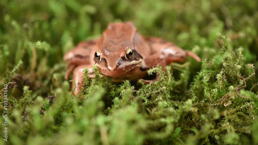 Frog sitting in ambush on green moss. It´s a spring frog (Rana dalmatina). Frog sitting in ambush on green moss. It´s a spring frog (Rana dalmatina).