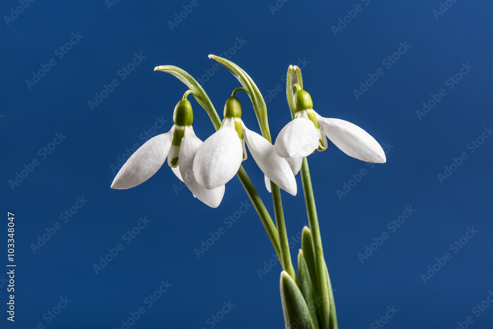 Snowdrop. Snowdrop on colorful background.
Snowdrop. Snowdrop on colorful background.
