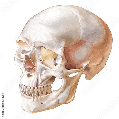 Illustration with skull.