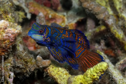 Mandarinfisch (Synchiropus splendidus) im Korallenriff