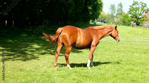 A brown horse is eating grass