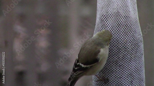 beautiful American goldfinch (Spinus tristis) perched on nyjer seed sock in winter photo