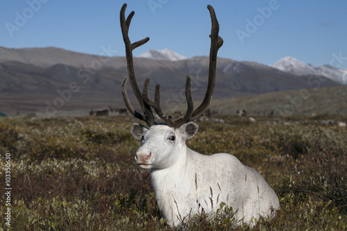 White deer lying in the tundra. Yakutia. Russia.