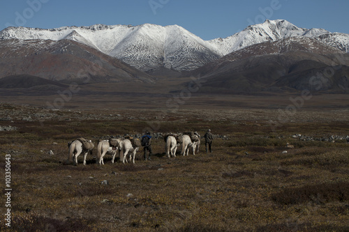 Horse caravan leaving for the mountains. Yakutia. Russia.