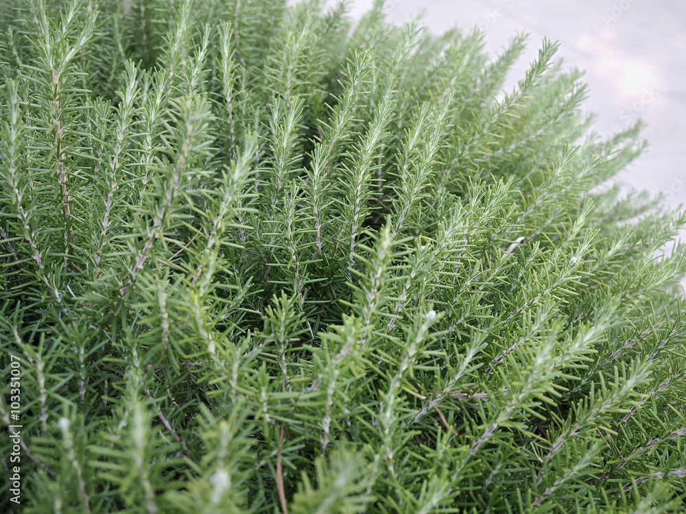thyme plant thyme plant