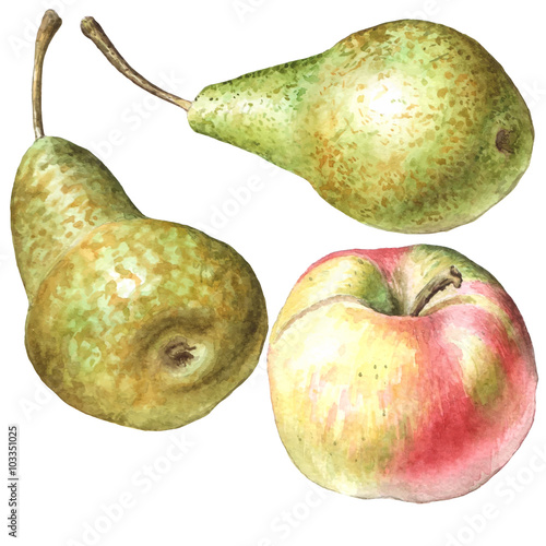 illustration with pears and apple.