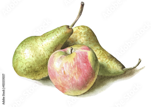 illustration with pears and apples.