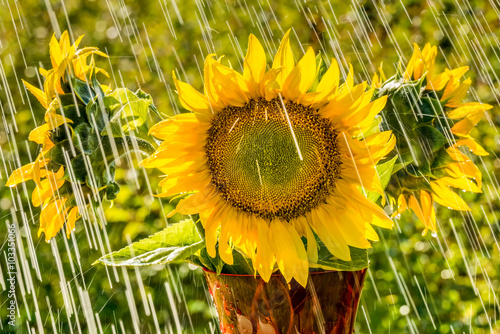 Fototapeta Naklejka Na Ścianę i Meble -  Summer rain and sunflowers