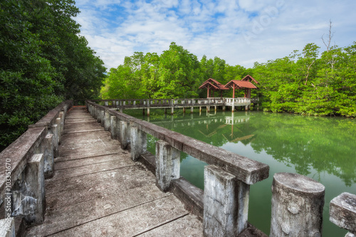 Thailand tropical island of Koh Chang. Mangrove grove.