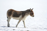 Tibetan wild ass (Equus kiang). Tibetan wild ass (kiang, khiang) in winter.