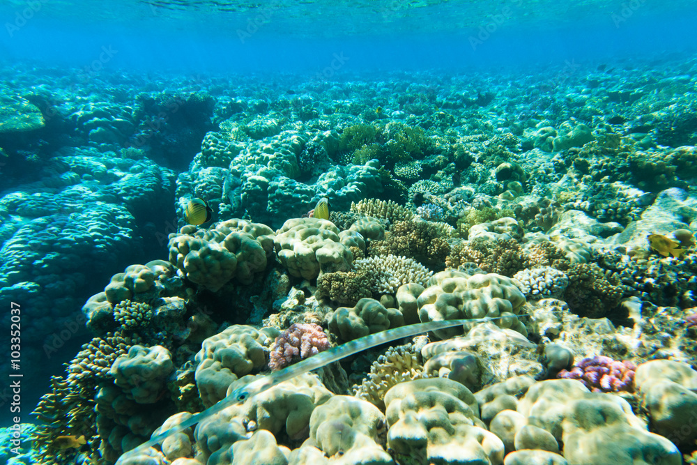 Obraz premium Tranquil underwater