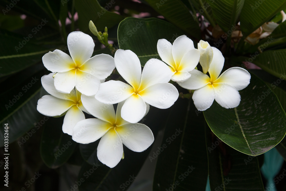 white frangipani tropical flower, plumeria flower blooming on tr white frangipani tropical flower, plumeria flower blooming on tr