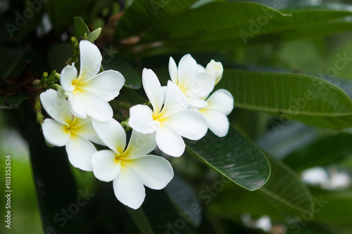 white frangipani tropical flower, plumeria flower blooming on tr © krsprs