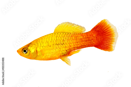Male marigold platy or Sunset Platy Xiphophorus maculatus tropical aquarium fish