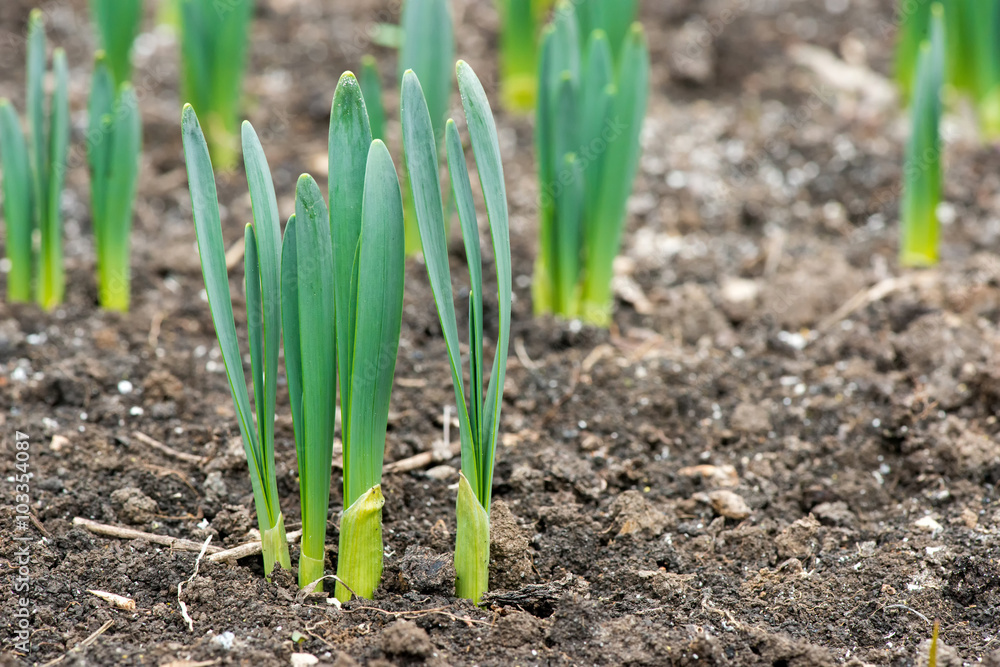 Sprouted spring flowers daffodils in early spring garden Sprouted spring flowers daffodils in early spring garden