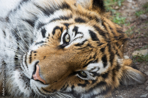 Fototapeta Naklejka Na Ścianę i Meble -  big wild cat