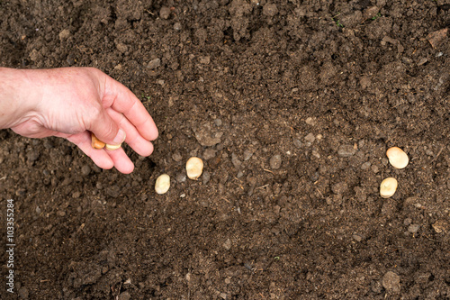 Φωτογραφία Closeup of a males hand planting broad bean