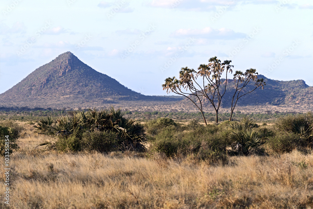 Fototapeta premium Samburu summer in Africa