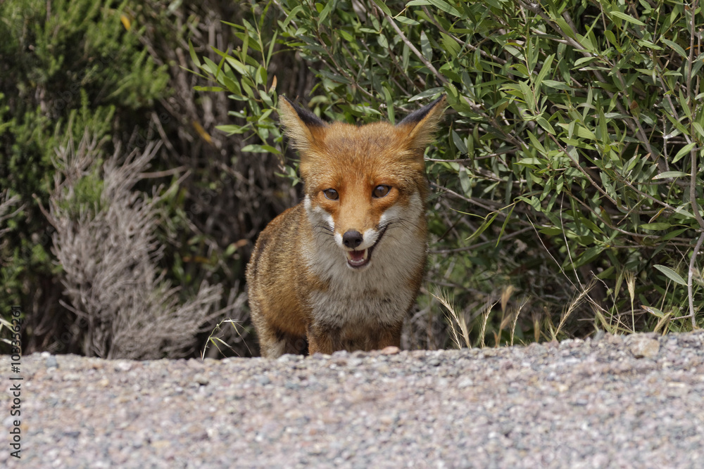 Fototapeta premium Red Fox (Vulpes vulpes) in the mountains of Corsica, France