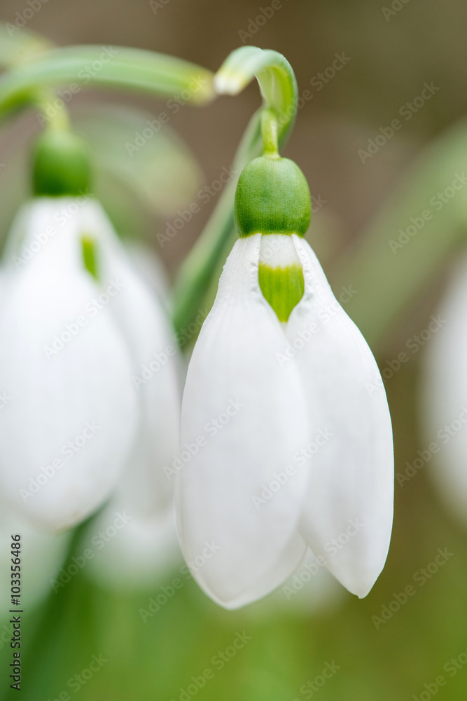 Spring snowdrop flowers blooming in sunny day - vertical orientation Spring snowdrop flowers blooming in sunny day - vertical orientation
