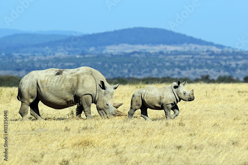 White Rhino in Kenya