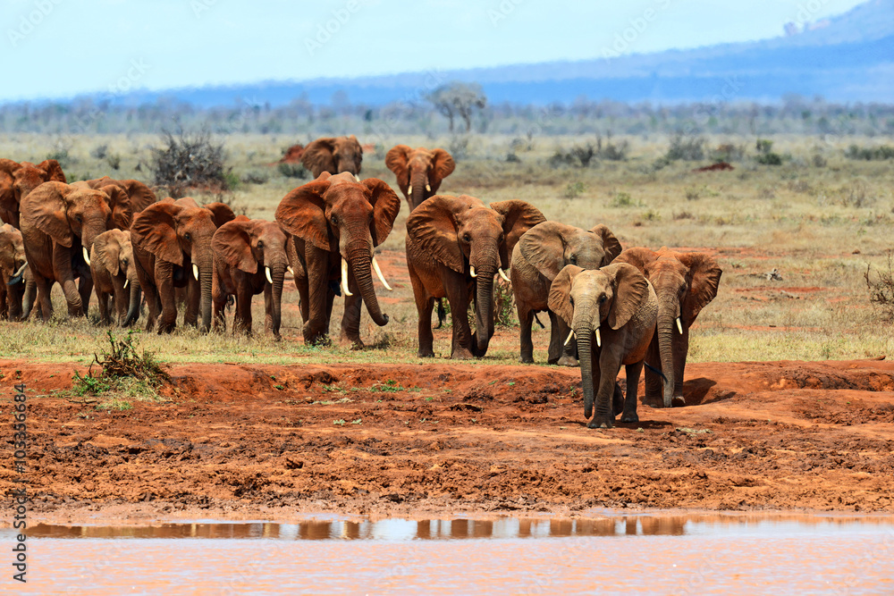 Naklejka premium African elephants in the savannah