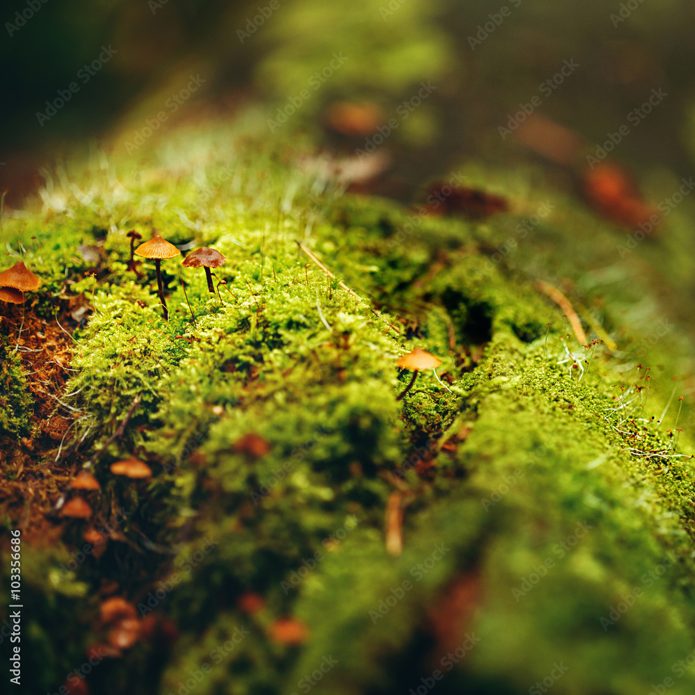 Moss Close Up View with Little Mushrooms Moss Close Up View with Little Mushrooms