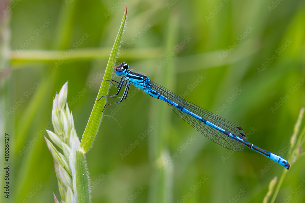 Libelle Dragonfly - Hufeisen Azurjungfer Coenagrion puella Männchen Libelle Dragonfly - Hufeisen Azurjungfer Coenagrion puella Männchen