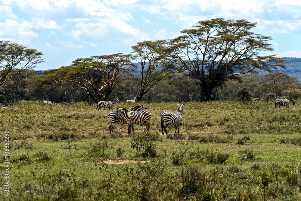 Obraz premium Zebra in the savannah