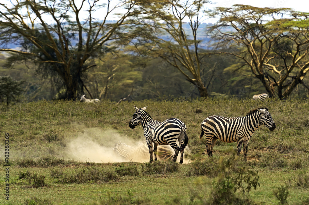 Obraz premium Zebra in the savannah