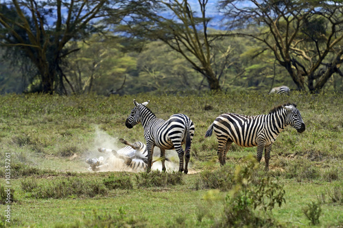 Zebra in the savannah