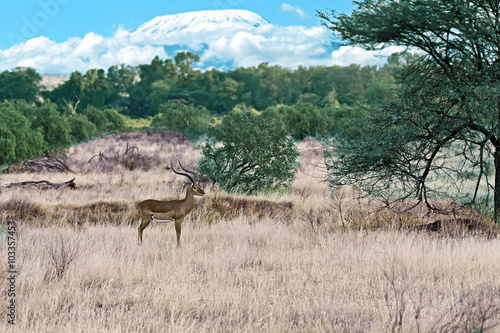 Gazelle Impala  in savannah