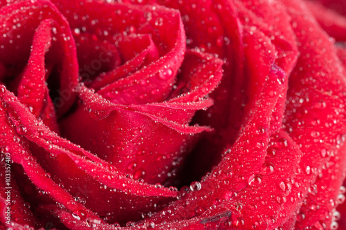 Closeup of rose bud