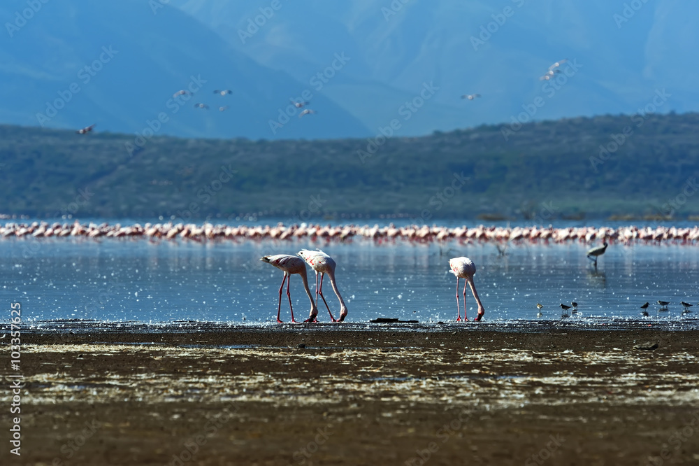 Flamingo on Lake hock