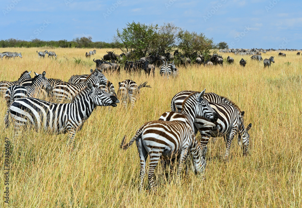 Naklejka premium Zebra in the Masai Mara