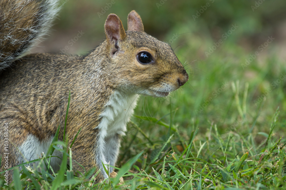 squirrel eating a nut squirrel eating a nut