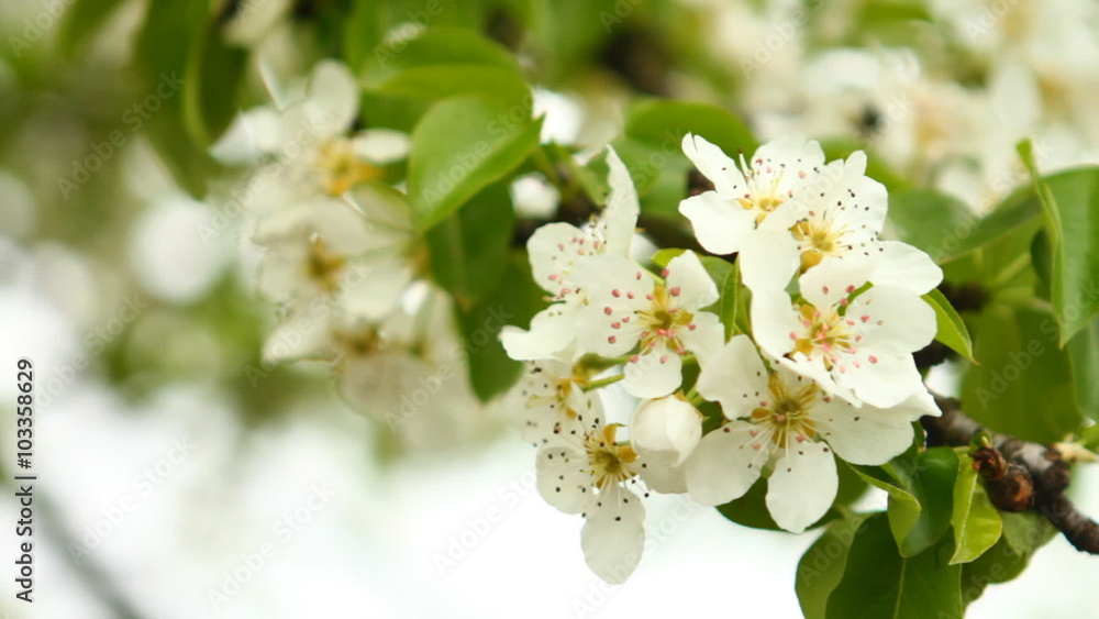 Flowering branch of pear tree swaying in the wind Flowering branch of pear tree swaying in the wind