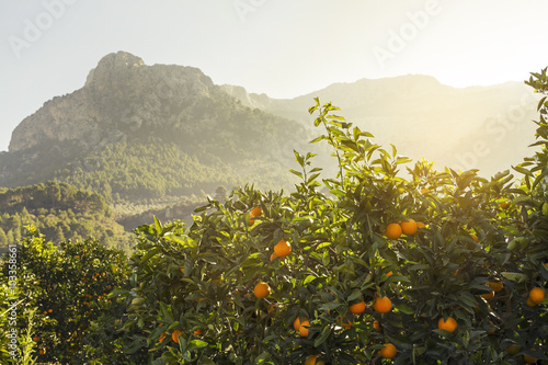 Naranjos en Soller. Mallorca