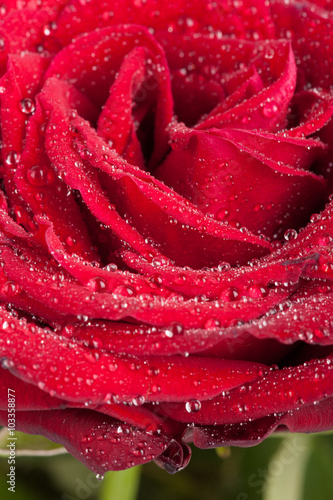 Closeup of rose bud