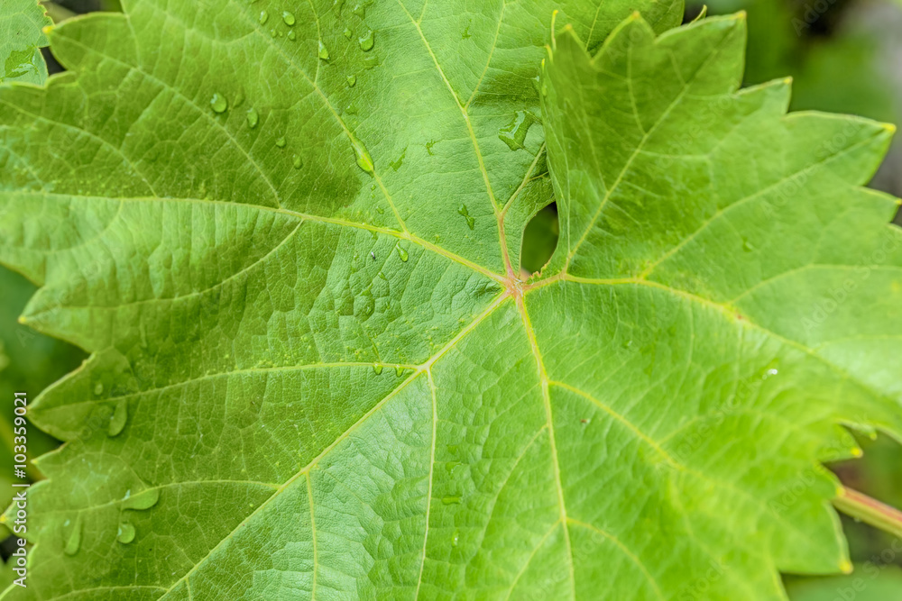 Grape leaf with water drops, macro Grape leaf with water drops, macro
