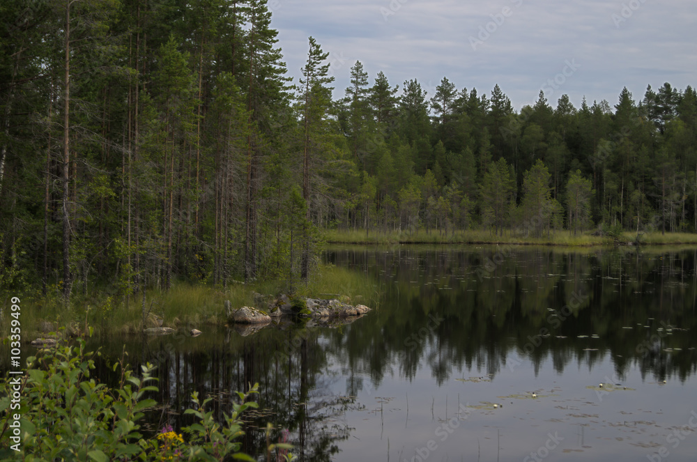 Reflection of a forest Reflection of a forest