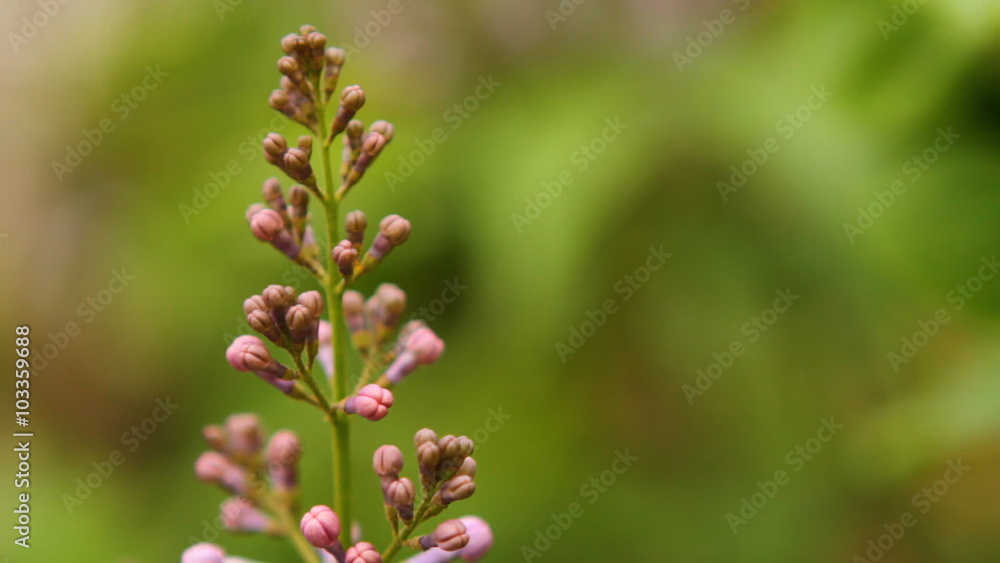 blooming lilac swaying in the wind blooming lilac swaying in the wind