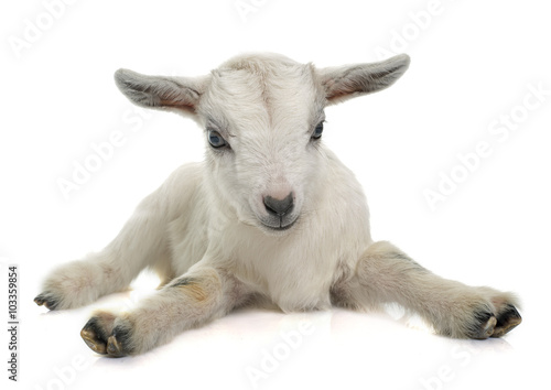 Leinwand Poster white young goat