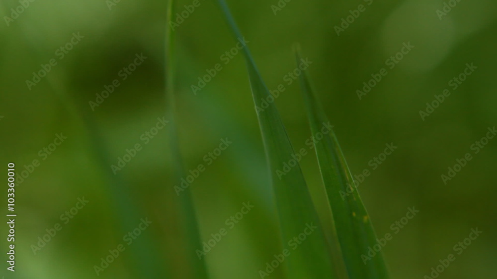 blades of grass swaying in the wind, shallow depth of field blades of grass swaying in the wind, shallow depth of field