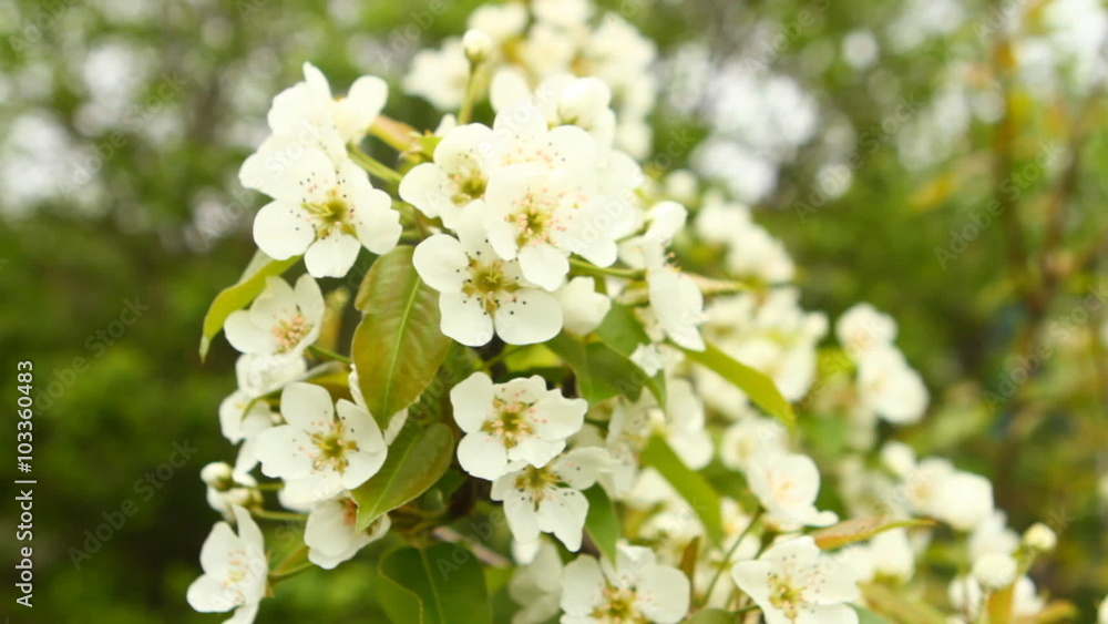 Flowering branch of pear tree swaying in the wind Flowering branch of pear tree swaying in the wind