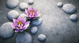 Zwei Lotusblüten auf Steinen